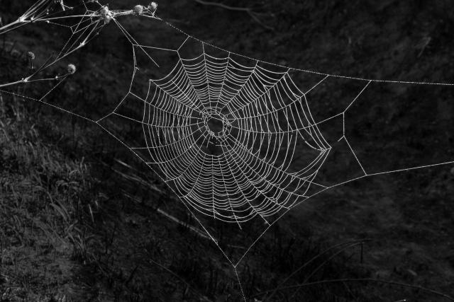 Nepregledna šuma paukove mreže u Australiji